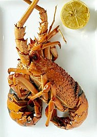 Garfish - lobster
