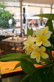 Beachouse Grillbar - flower